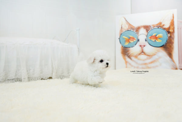 Teacup Bichon frise Male [Lyle] - Lowell Teacup Puppies inc