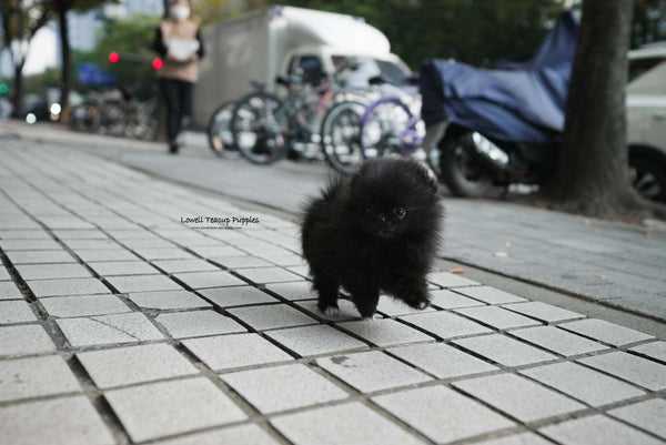 Jennifer / Teacup Pomeranian Female [Bella]