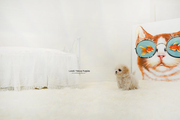 Teacup Maltipoo Female [Lily] - Lowell Teacup Puppies inc