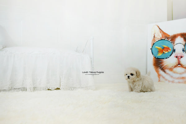 Teacup Maltipoo Female [Lily] - Lowell Teacup Puppies inc
