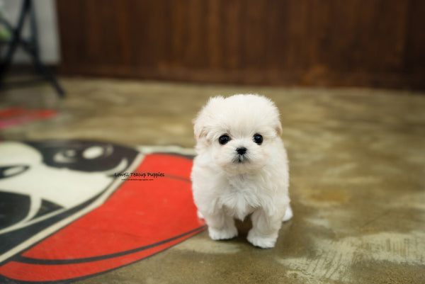 Teacup Maltipoo Female [Danna] - Lowell Teacup Puppies inc