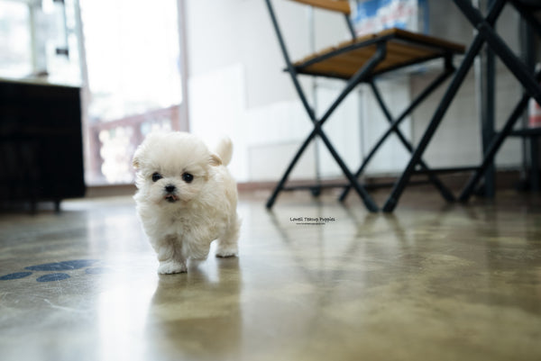 Teacup Maltipoo Female [Danna] - Lowell Teacup Puppies inc