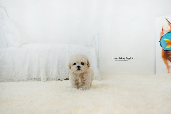 Teacup Maltipoo Female [Lily] - Lowell Teacup Puppies inc