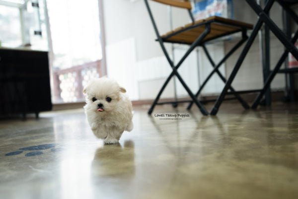 Teacup Maltipoo Female [Danna] - Lowell Teacup Puppies inc