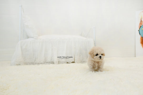 Teacup Maltipoo Female [Lily] - Lowell Teacup Puppies inc