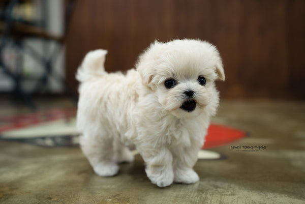 Teacup Maltipoo Female [Danna] - Lowell Teacup Puppies inc