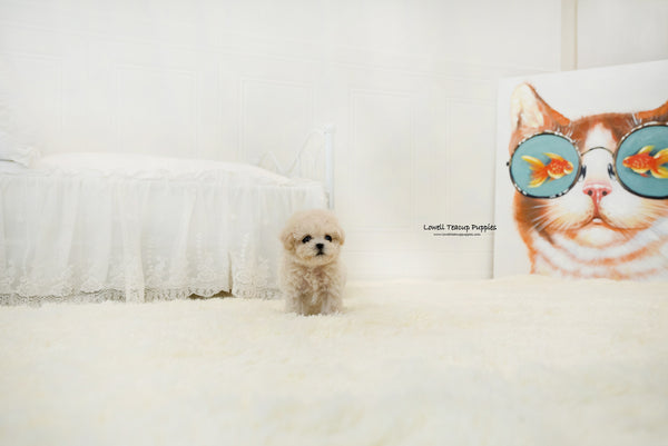Teacup Maltipoo Female [Lily] - Lowell Teacup Puppies inc