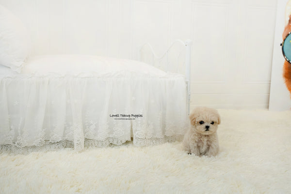 Teacup Maltipoo Female [Lily] - Lowell Teacup Puppies inc