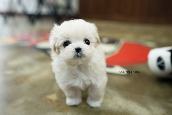Teacup Maltipoo Female [Danna] - Lowell Teacup Puppies inc