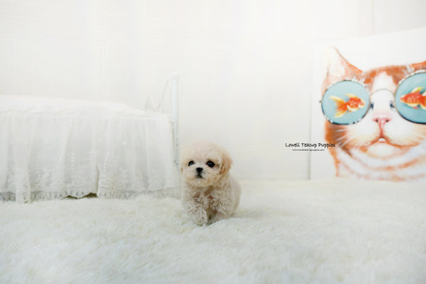 Teacup Maltipoo Female [Lily] - Lowell Teacup Puppies inc