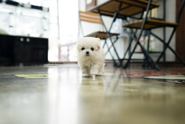 Teacup Maltipoo Female [Danna] - Lowell Teacup Puppies inc