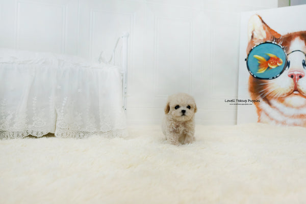 Teacup Maltipoo Female [Lily] - Lowell Teacup Puppies inc