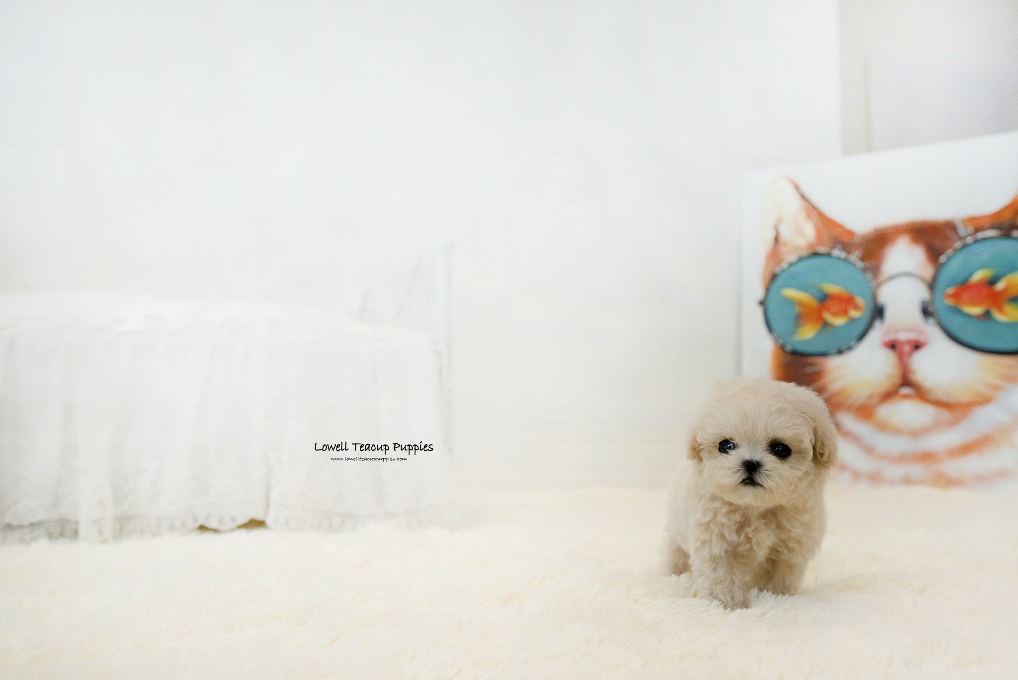 Teacup Maltipoo Female [Lily] - Lowell Teacup Puppies inc
