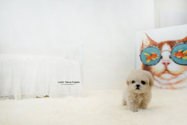 Teacup Maltipoo Female [Lily] - Lowell Teacup Puppies inc