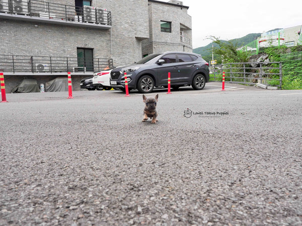 Gabriel Lazarov / Teacup French bulldog Male [Benz]