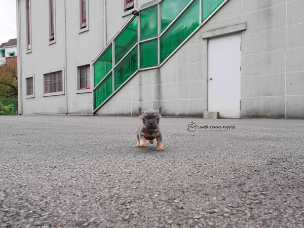 Gabriel Lazarov / Teacup French bulldog Male [Benz]