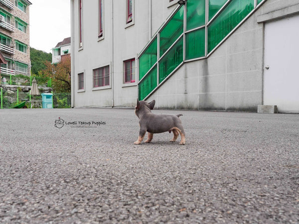 Gabriel Lazarov / Teacup French bulldog Male [Benz]