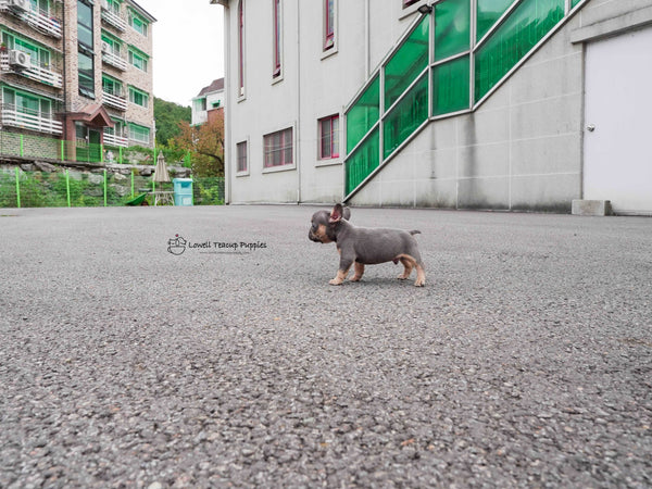 Gabriel Lazarov / Teacup French bulldog Male [Benz]