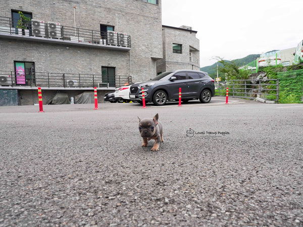 Gabriel Lazarov / Teacup French bulldog Male [Benz]