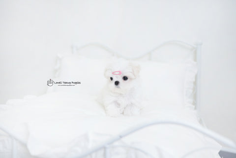 Teacup Maltese Male [Benjamin] - Lowell Teacup Puppies inc