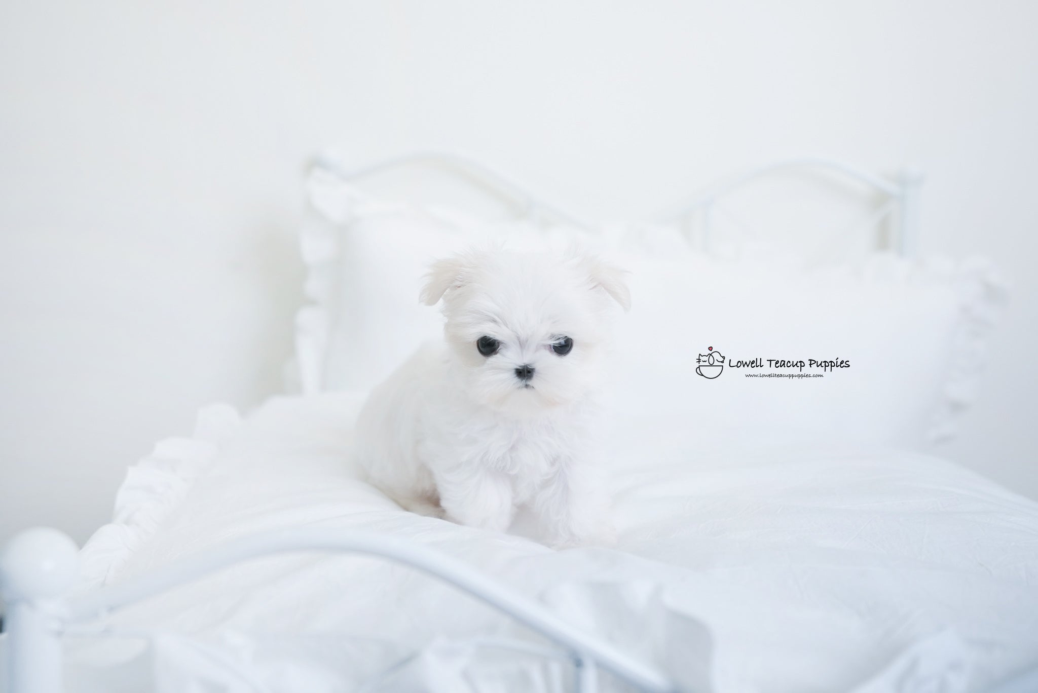 Teacup Maltese Female[Hermes] - Lowell Teacup Puppies inc