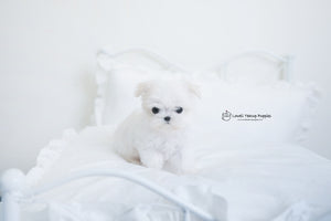 Teacup Maltese Female[Hermes] - Lowell Teacup Puppies inc