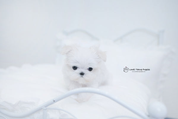 Teacup Maltese Female[Hermes] - Lowell Teacup Puppies inc