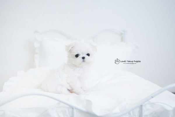Teacup Maltese Female[Hermes] - Lowell Teacup Puppies inc