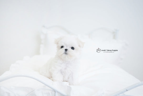Teacup Maltese Female[Hermes] - Lowell Teacup Puppies inc