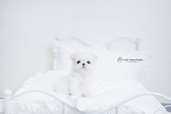 Teacup Maltese Female[Hermes] - Lowell Teacup Puppies inc