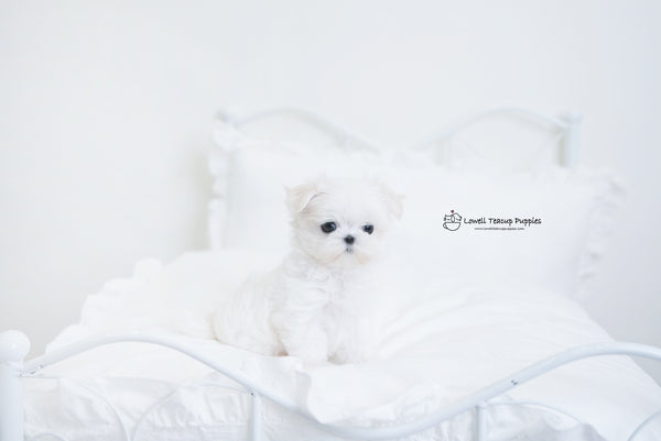 Teacup Maltese Female[Hermes] - Lowell Teacup Puppies inc