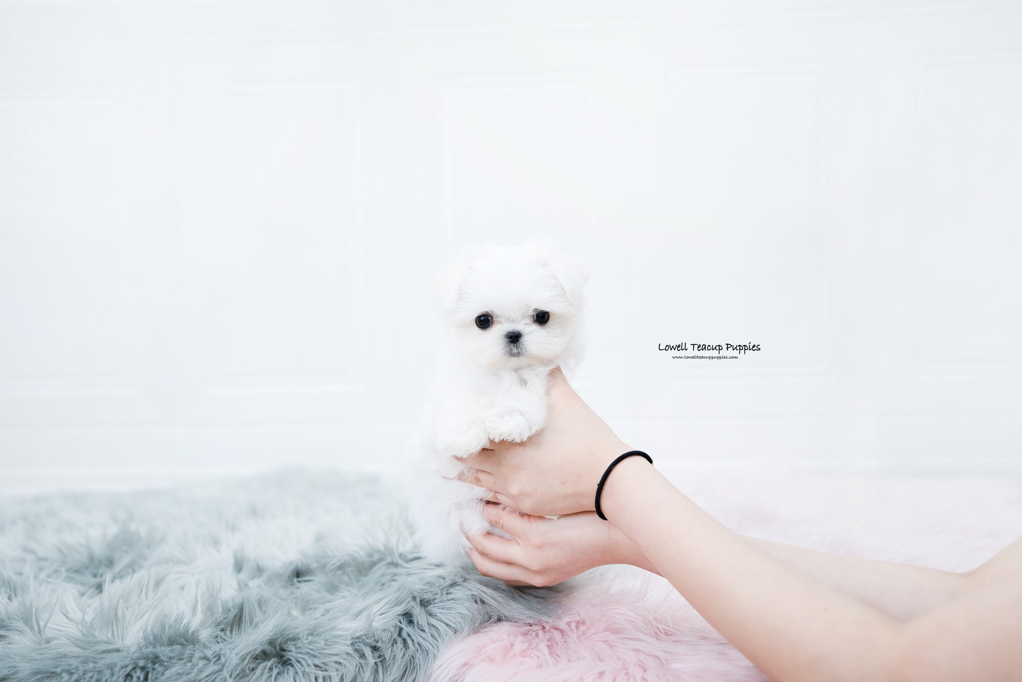 Teacup Maltese Female [Sunny] - Lowell Teacup Puppies inc