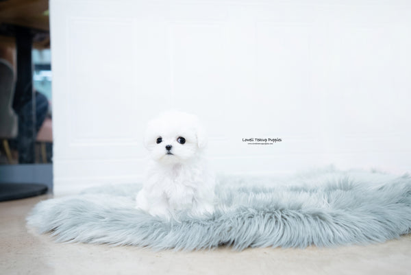 Teacup Maltese Female [Frida] - Lowell Teacup Puppies inc