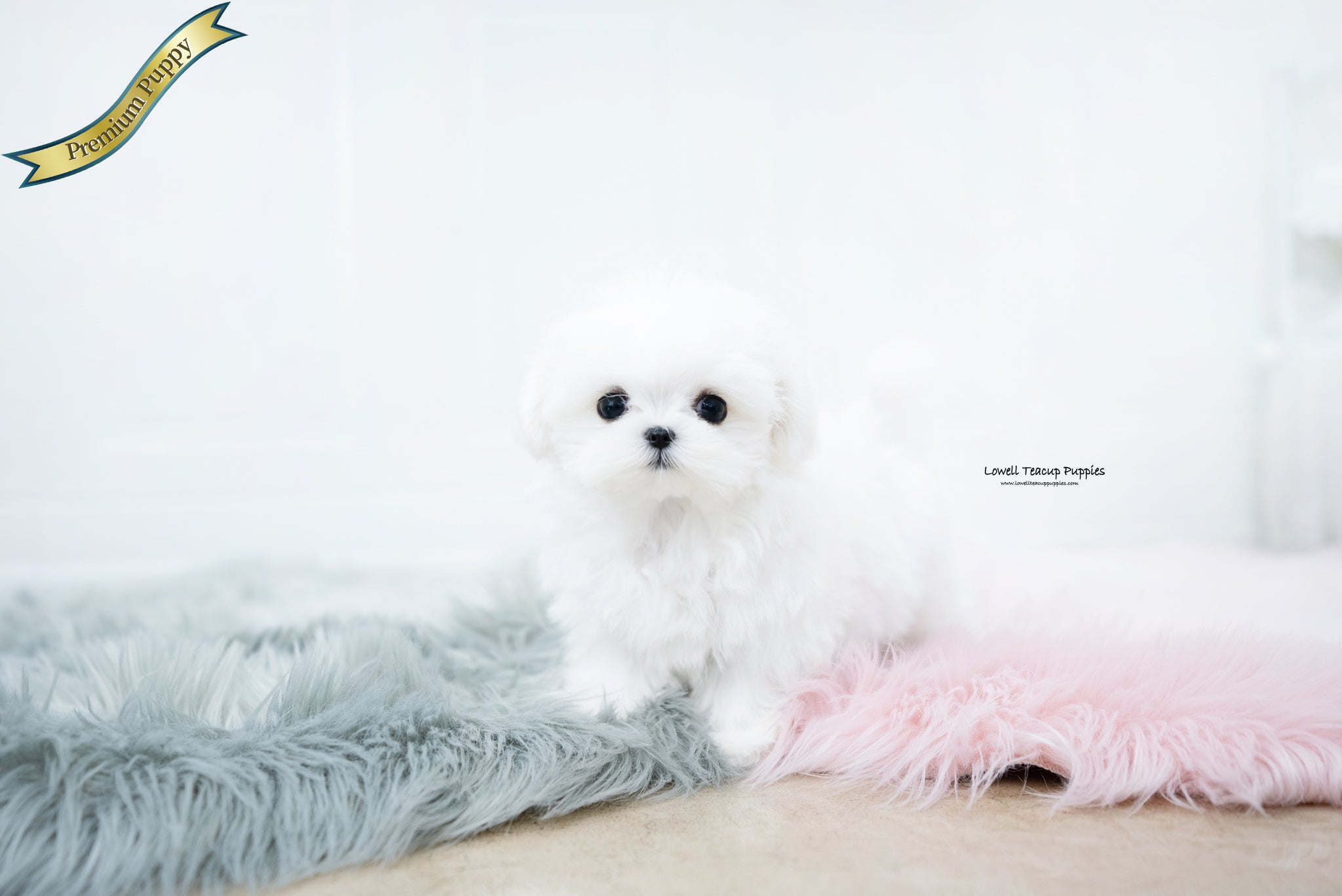 Teacup Maltese Female [Frida] - Lowell Teacup Puppies inc