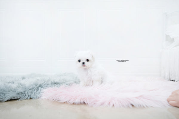 Teacup Maltese Female [Sunny] - Lowell Teacup Puppies inc