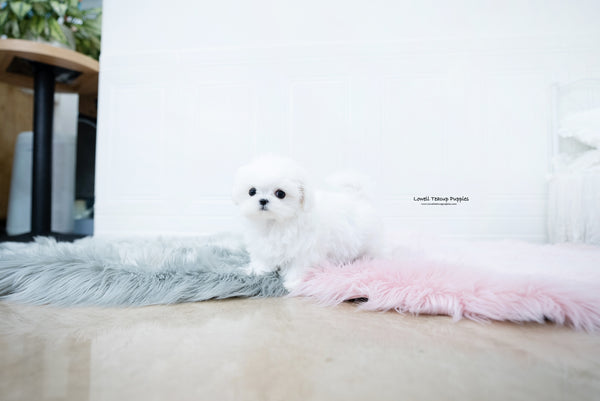 Teacup Maltese Female [Frida] - Lowell Teacup Puppies inc