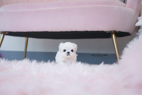 Zijing / Teacup Maltese Female [Iris] - Lowell Teacup Puppies inc