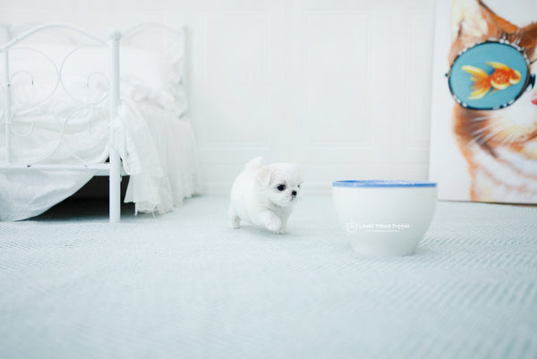 Teacup Maltese Female [Peach] - Lowell Teacup Puppies inc