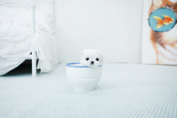 Teacup Maltese Female [Peach] - Lowell Teacup Puppies inc