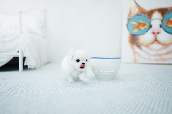 Teacup Maltese Female [Peach] - Lowell Teacup Puppies inc