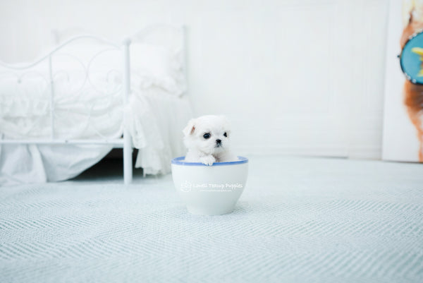 Teacup Maltese Female [Peach] - Lowell Teacup Puppies inc