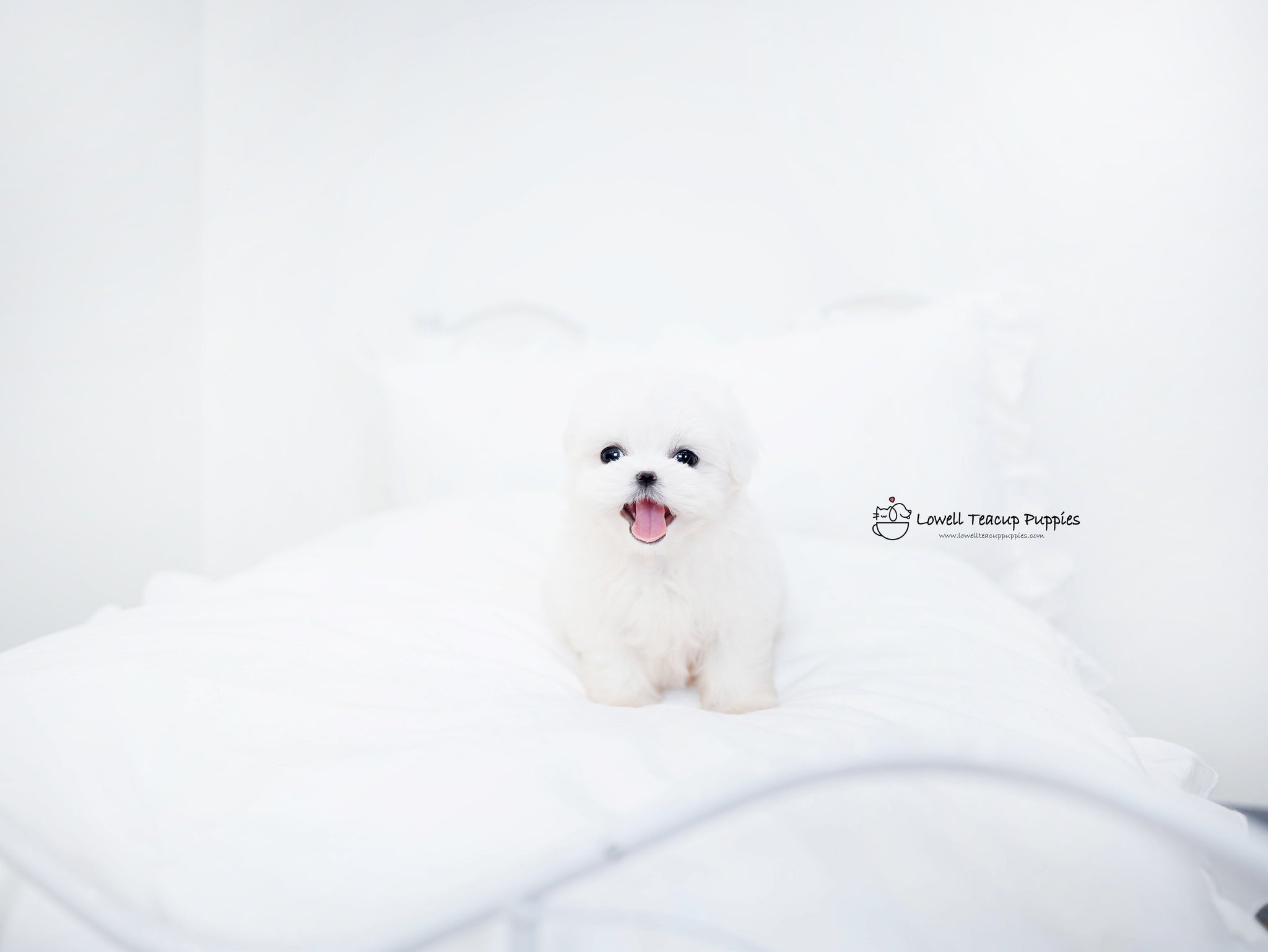 Teacup Maltese Male [Owen] - Lowell Teacup Puppies inc