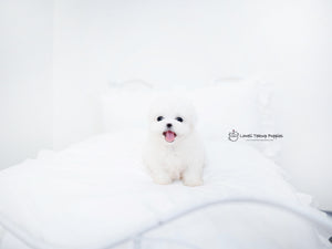 Teacup Maltese Male [Owen] - Lowell Teacup Puppies inc