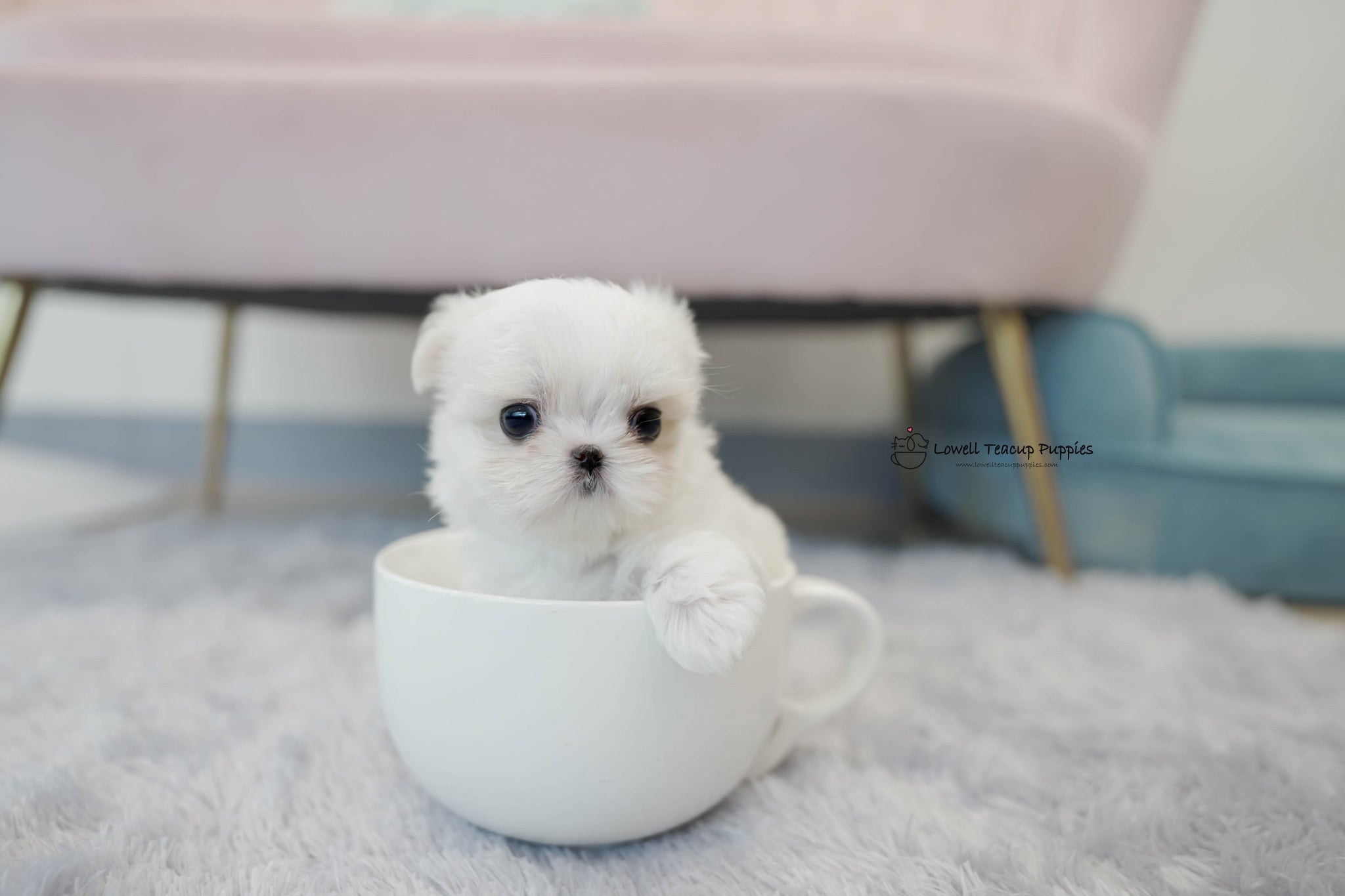Teacup Maltese Male [Andy] - Lowell Teacup Puppies inc