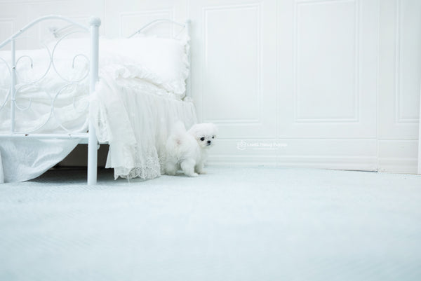 Teacup Maltese Male [Melon] - Lowell Teacup Puppies inc