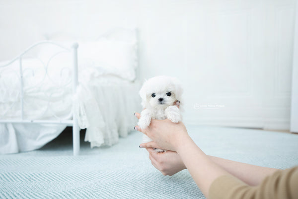 Teacup Maltese Male [Melon] - Lowell Teacup Puppies inc
