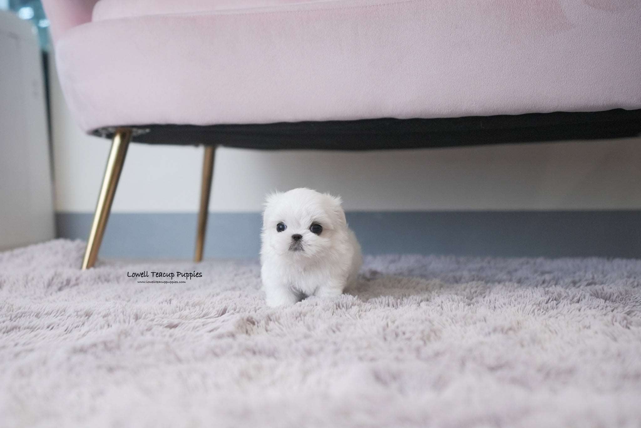 Teacup Maltese Male [Louie]