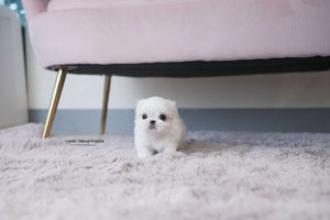Teacup Maltese Male [Louie]