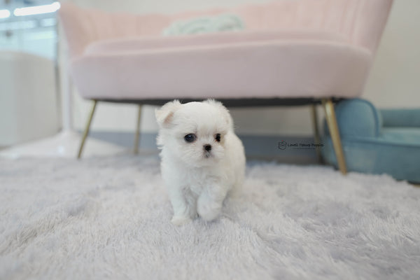 Teacup Maltese Male [Andy] - Lowell Teacup Puppies inc