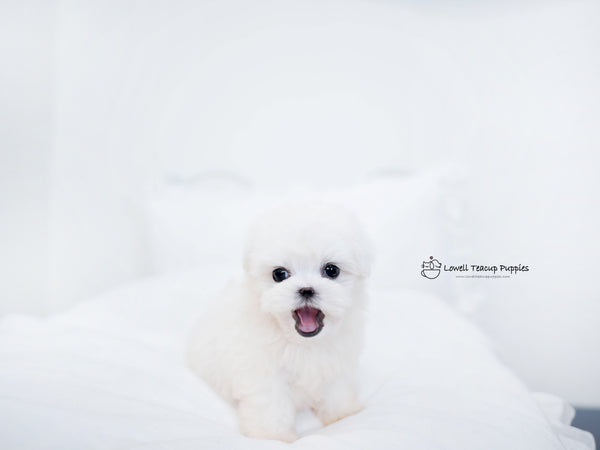 Teacup Maltese Male [Owen] - Lowell Teacup Puppies inc